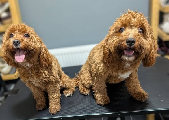 Two golden dogs together on the grooming table