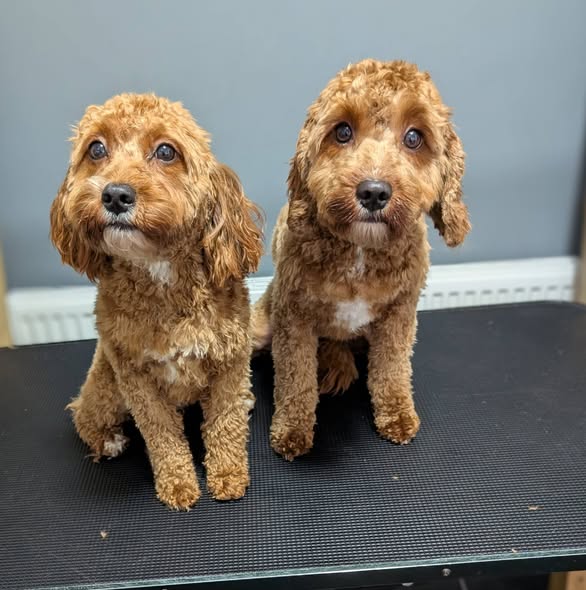 Two freshly groomed golden dogs at Taylor's Tails in Horsforth