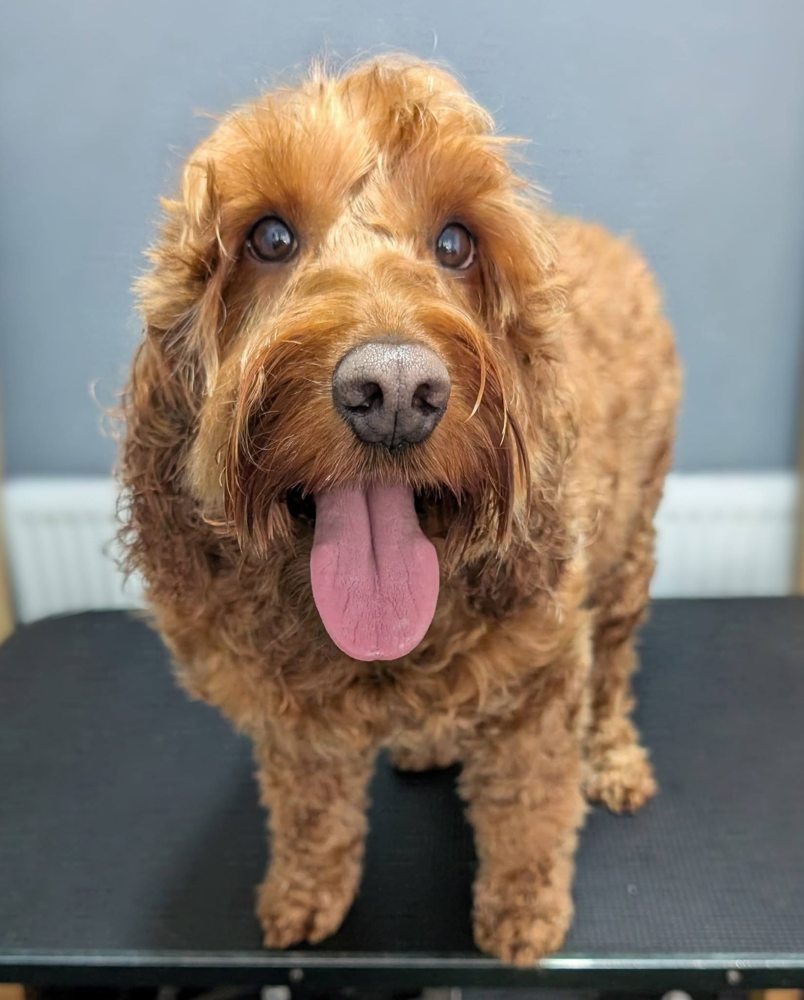 A golden dog on the grooming table at Taylor's Tails